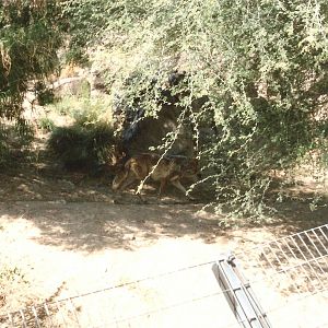 Mexican Wolf at The Living Desert, 1998