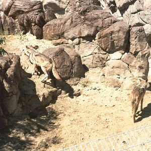Mexican Wolves at The Living Desert, 1998