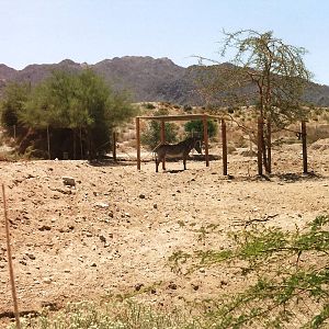 Grevy's Zebra Paddock at The Living Desert, 1998
