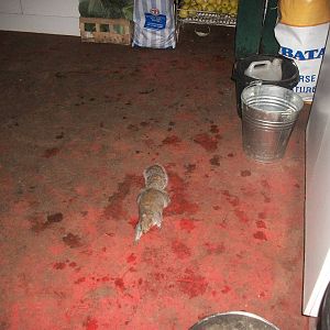 Sewerby Zoo, Grey Squirrel in zoo kitchen 24th November 2012