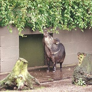 Collared Peccary 4th June 1994