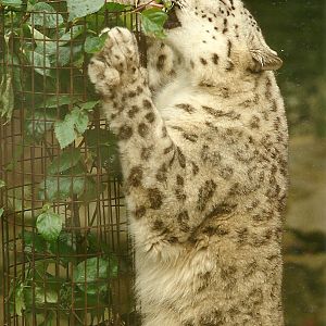 Snow Leopard 4th June 1994