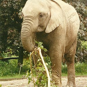 Kasama 4th June 1994