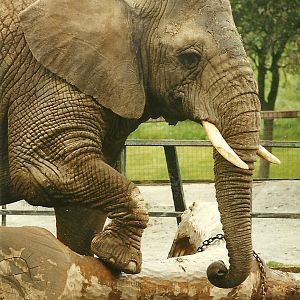 Flossie 4th June 1994