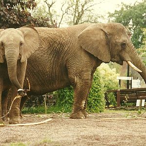 Flossie and Kasama 4th June 1994