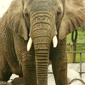 Flossie 4th June 1994