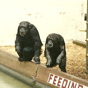 Chimpanzees 4th June 1994