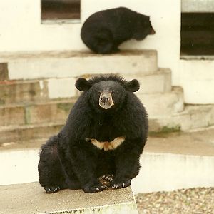 Himalayan Black Bears 4th June 1994