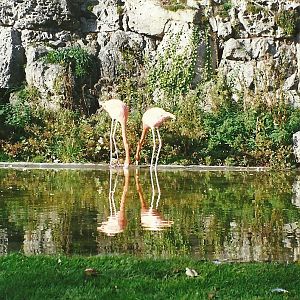 Flamingo pool 28th October 1995