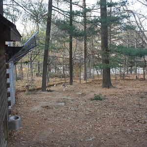WOLF- Red Wolf Exhibit