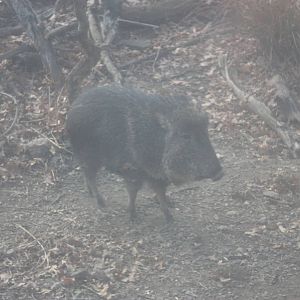 Chacoan Peccary