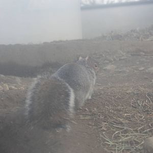 North American Plains- Eastern Gray Squirrel