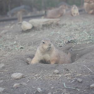 North American Plains- Prairie Dog on the Alert