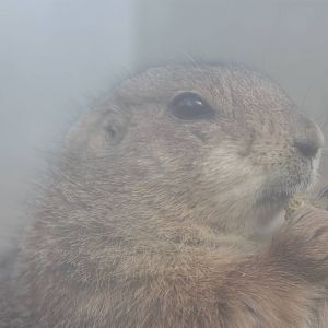 North American Plains- Prairie Dog Close-Up