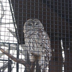 North American Plains- Barred Owl
