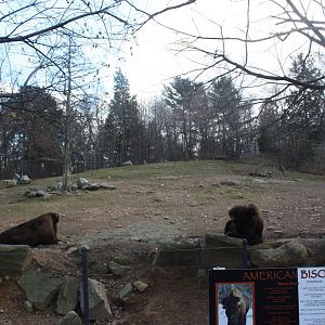 North American Plains- Bison/Deer Exhibit