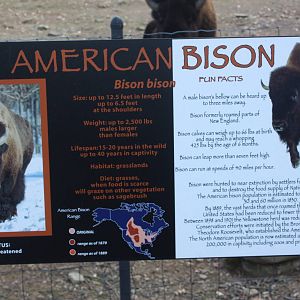 North American Plains- Bison Signage