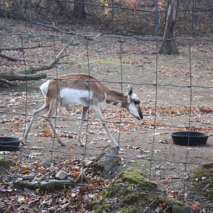 North American Plains- Female Pronghorn