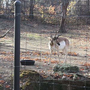 North American Plains- Pronghorn