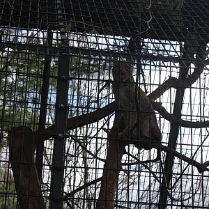 Predators- Sasquatch