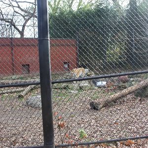 Predators- Amur Tiger Exhibit #2