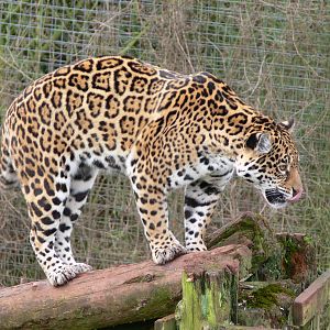 Jaguar at South Lakes WAP 24/11/12