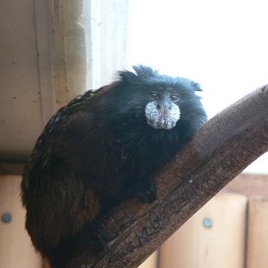 Saddleback Tamarin at South Lakes WAP 24/11/12