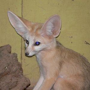 Fennec Fox at South Lakes WAP 24/11/12