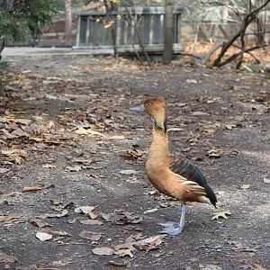 Alligator Alley- Fulvous Whistling Duck