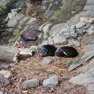 Alligator Alley- North American River Otters