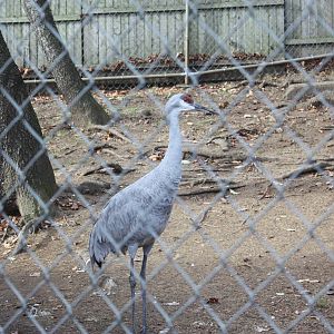 Alligator Alley- Sandhill Cranes