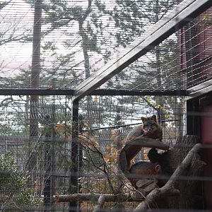 Alligator Alley- Gray Foxes