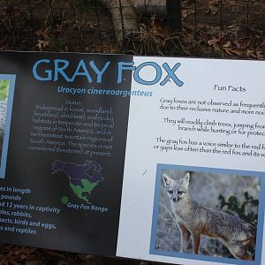 Alligator Alley- Gray Fox Signage