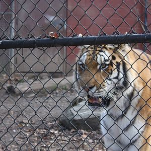 Predators- Majestic Viktor