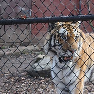 Predators- Majestic Viktor