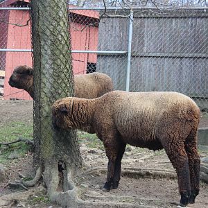New England Farmyard- Cotswold Sheep