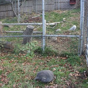 New England Farmyard- A Natural Mix