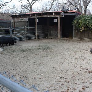 New England Farmyard- Noisy Neighbors