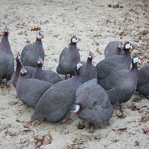 New England Farmyard- Guineafowl Group