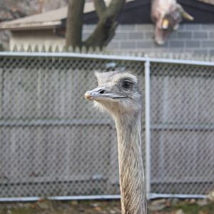 New England Farmyard- Greater Rhea