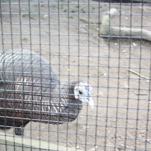 New England Farmyard- Domestic Turkey