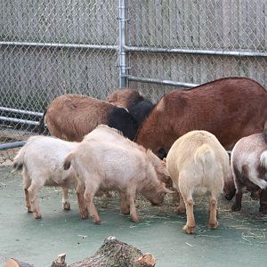 New England Farmyard- Goat Herd