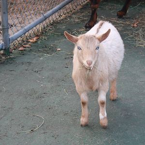 New England Farmyard- New Goat Kid