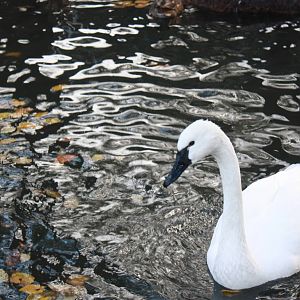 New England Farmyard- Whistling Swan