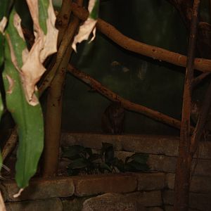 South American Rainforest- Brazilian Agouti