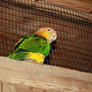 South American Rainforest- White-Bellied Caique