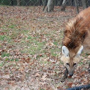 Maned Wolf