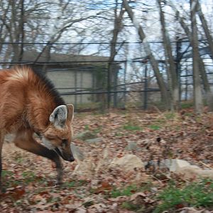 Maned Wolf on the Prowl