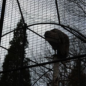 Andean Condor Preening
