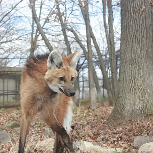 Beautiful Maned Wolf